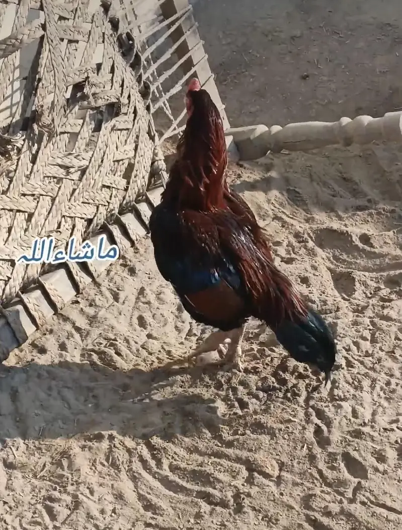 Aseel breeder murga — photo 3