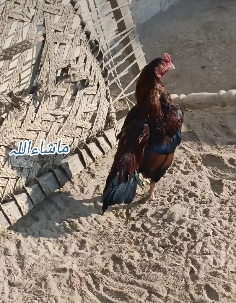 Aseel breeder murga — photo 4