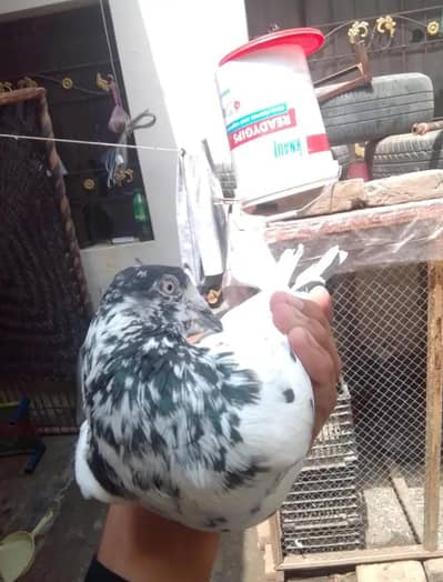 pigeons