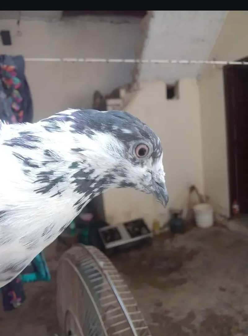 pigeons 1