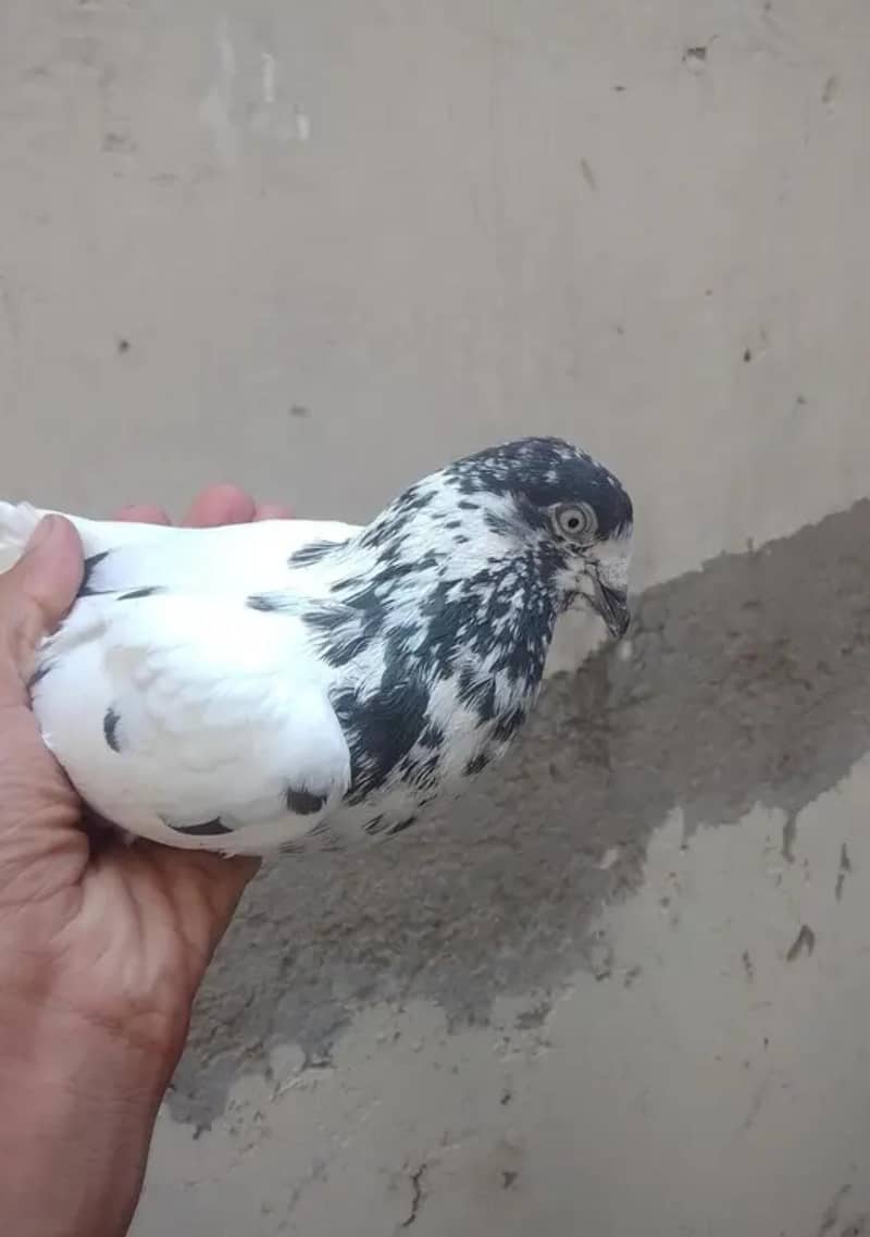 pigeons 3