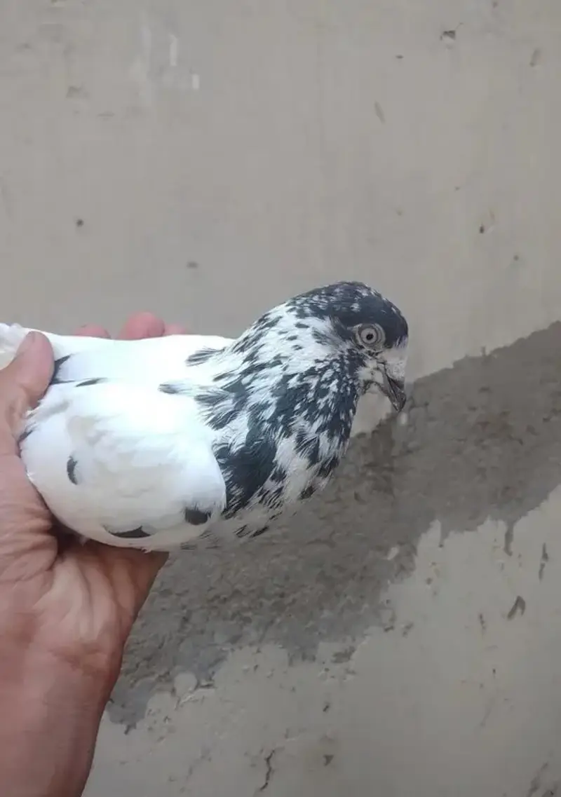 pigeons — photo 4