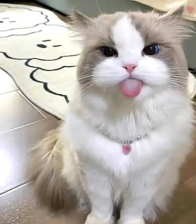 Cat | Persian | kittens |  Blue eyes | Kitty O348O163O63 WAA^⁠_⁠^