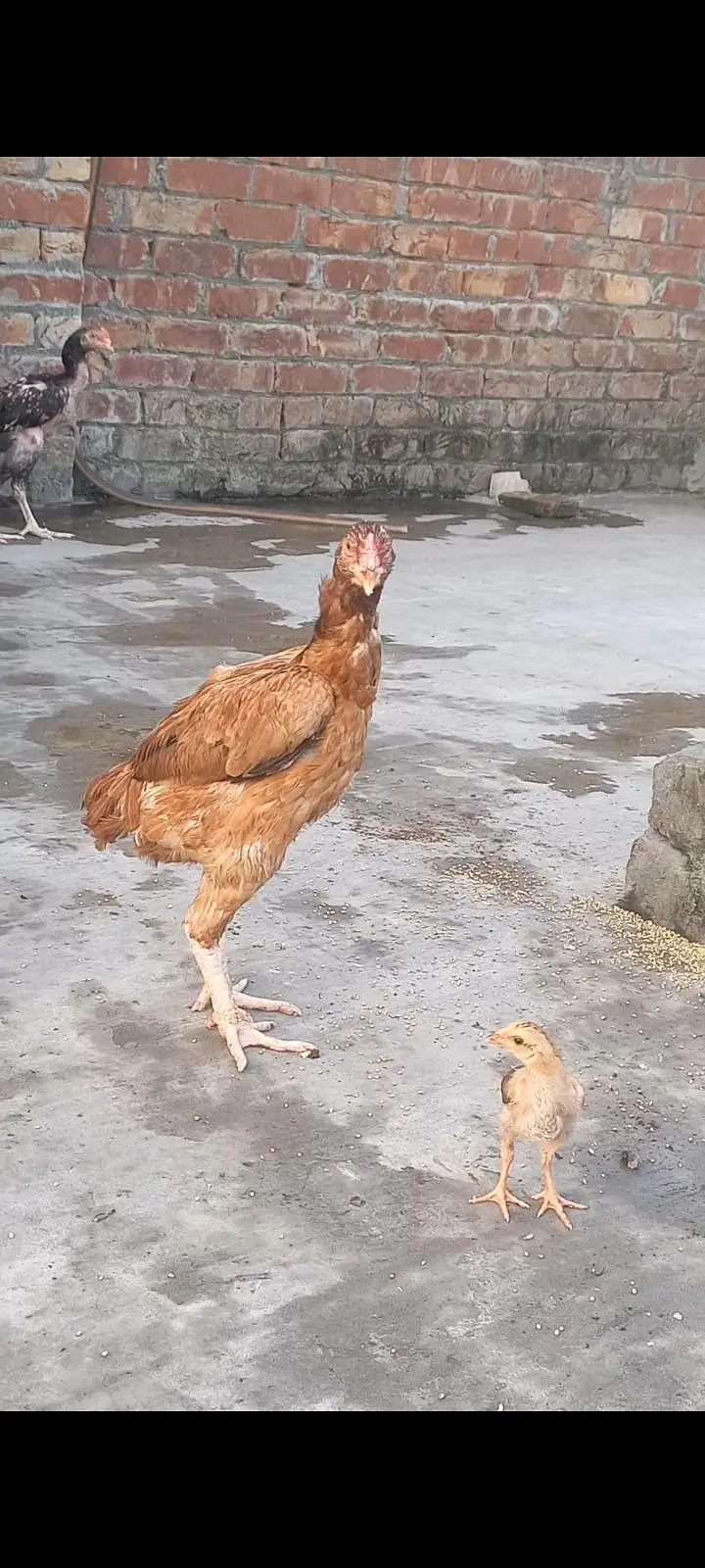 Big size Lakhi Breeder Hen — photo 3
