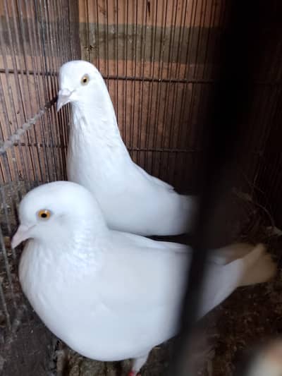 breeder piear available