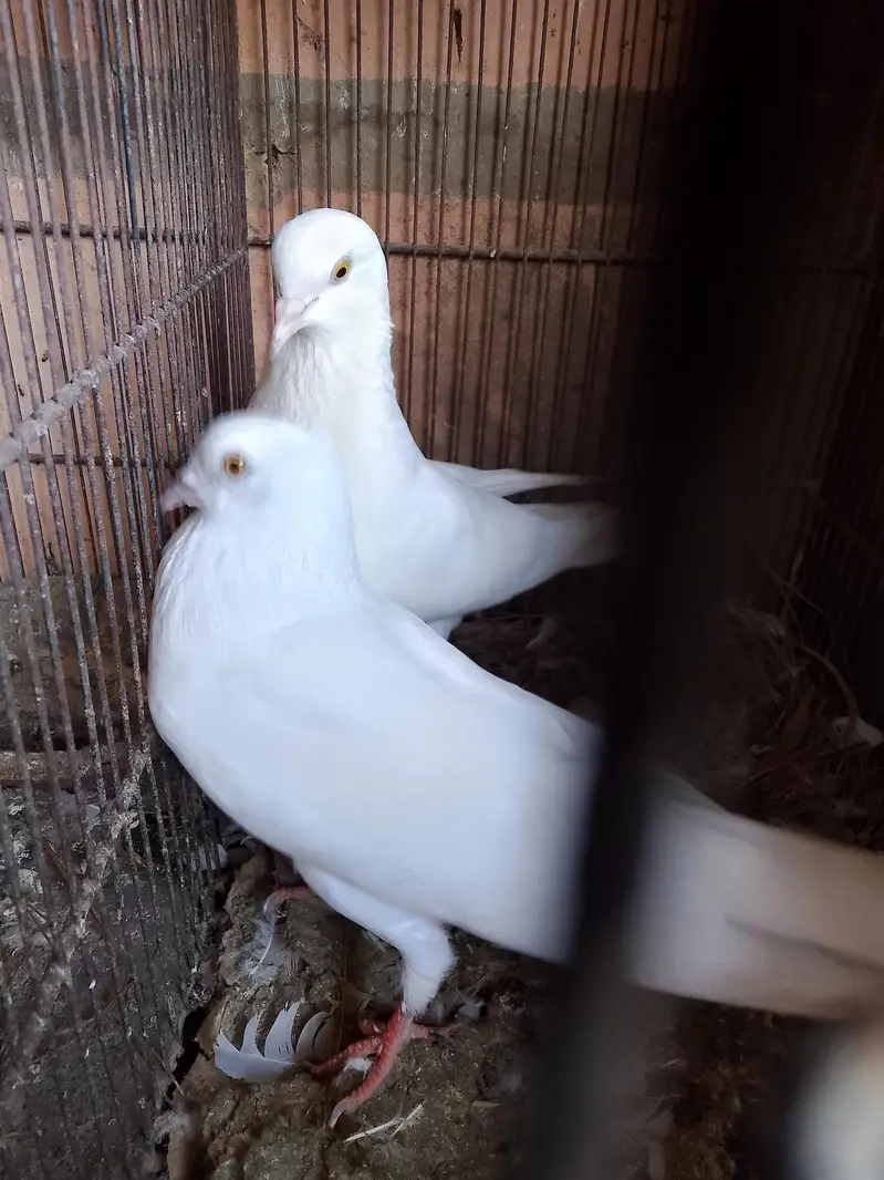 breeder piear available — photo 2