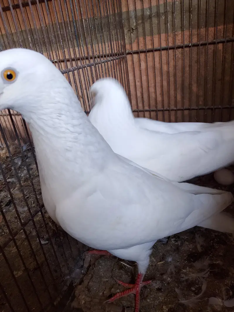 breeder piear available — photo 3