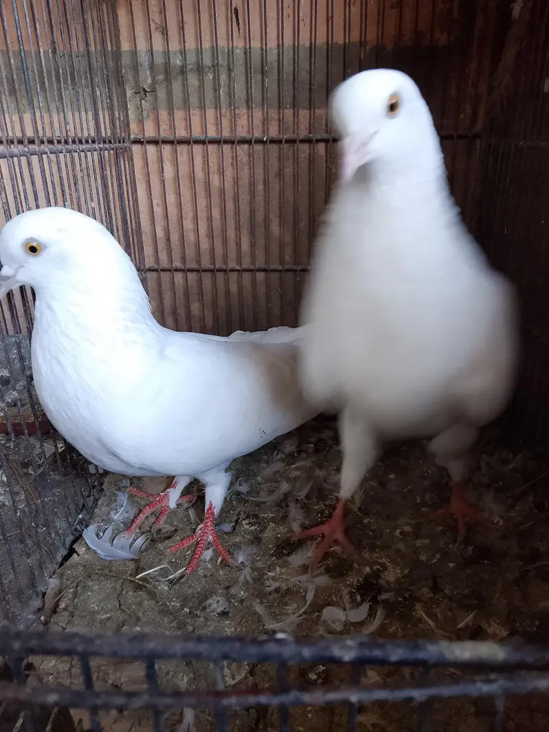 breeder piear available — photo 4