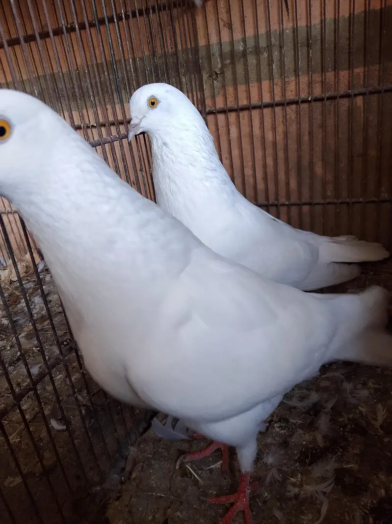 breeder piear available — photo 5