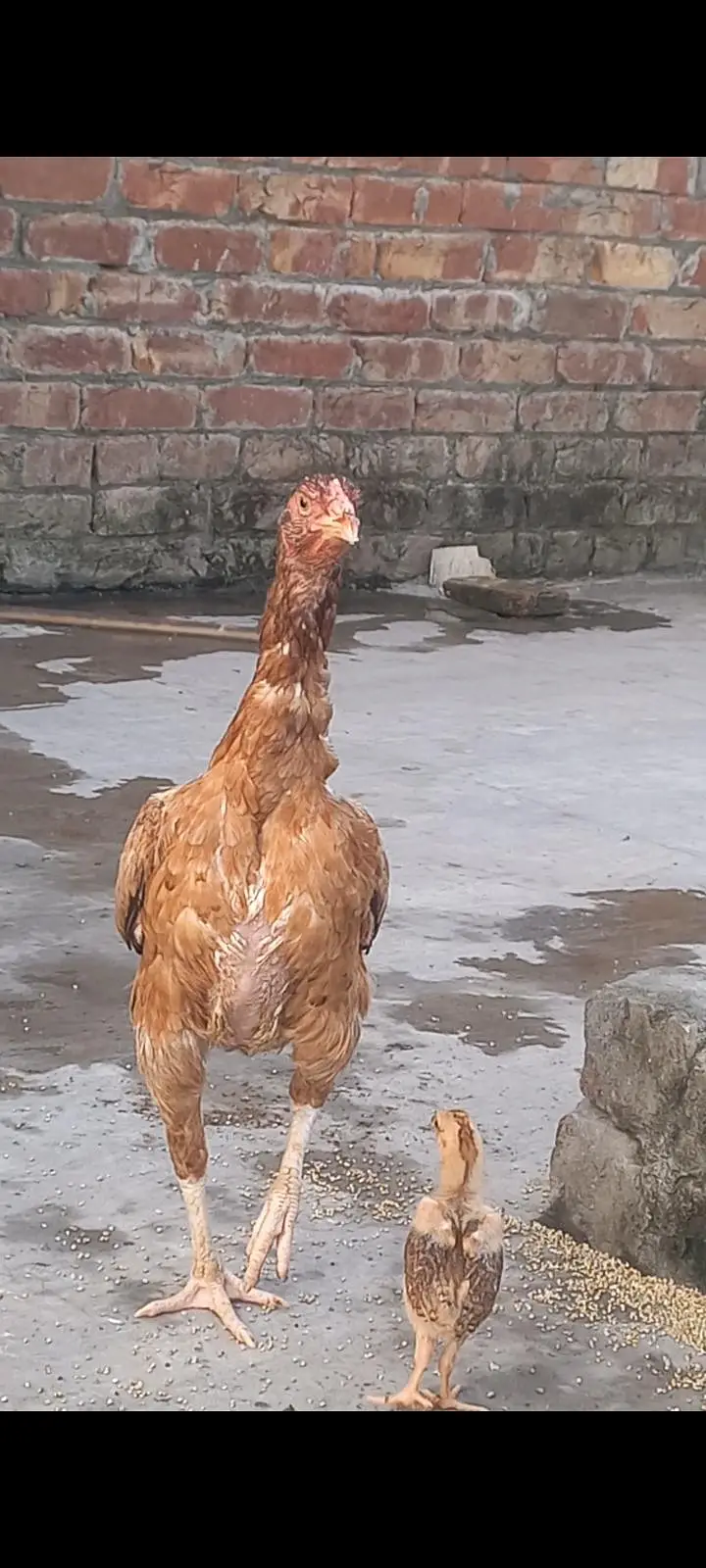 Big size Lakhi Breeder Hen — photo 2
