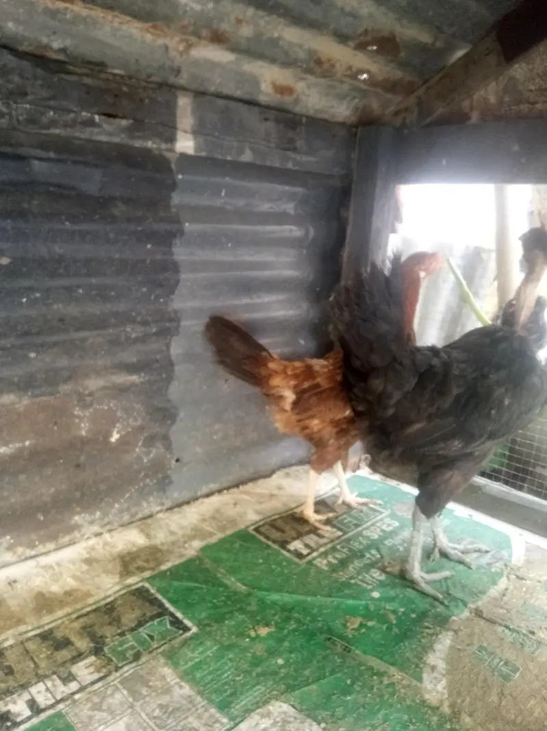 Dasi murgiyna for sale with panjra. — photo 2