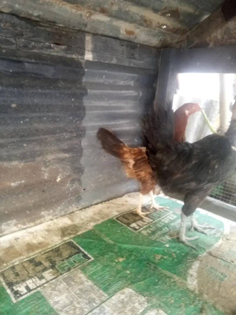 Dasi murgiyna for sale with panjra. — photo 3