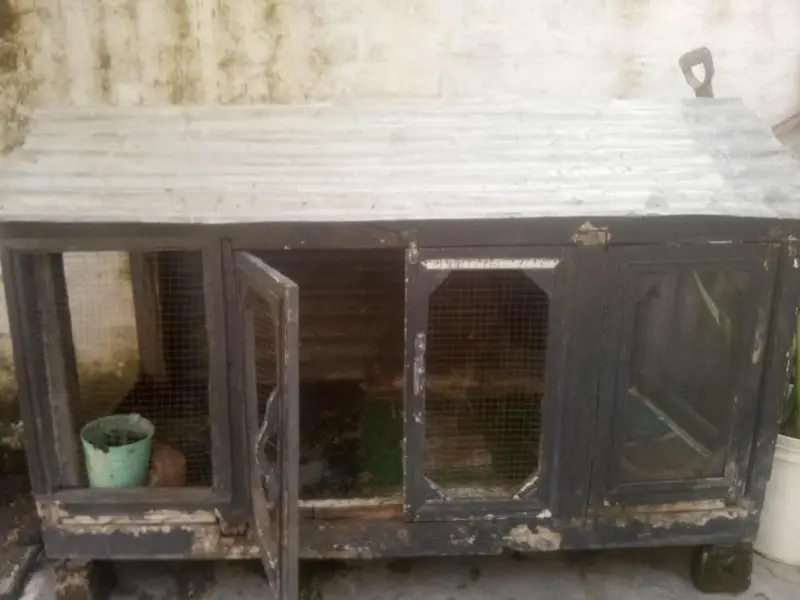 Dasi murgiyna for sale with panjra. — photo 4