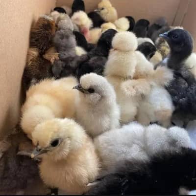 silky chicks fancy hens bantam Ayan camani golden buff murgia