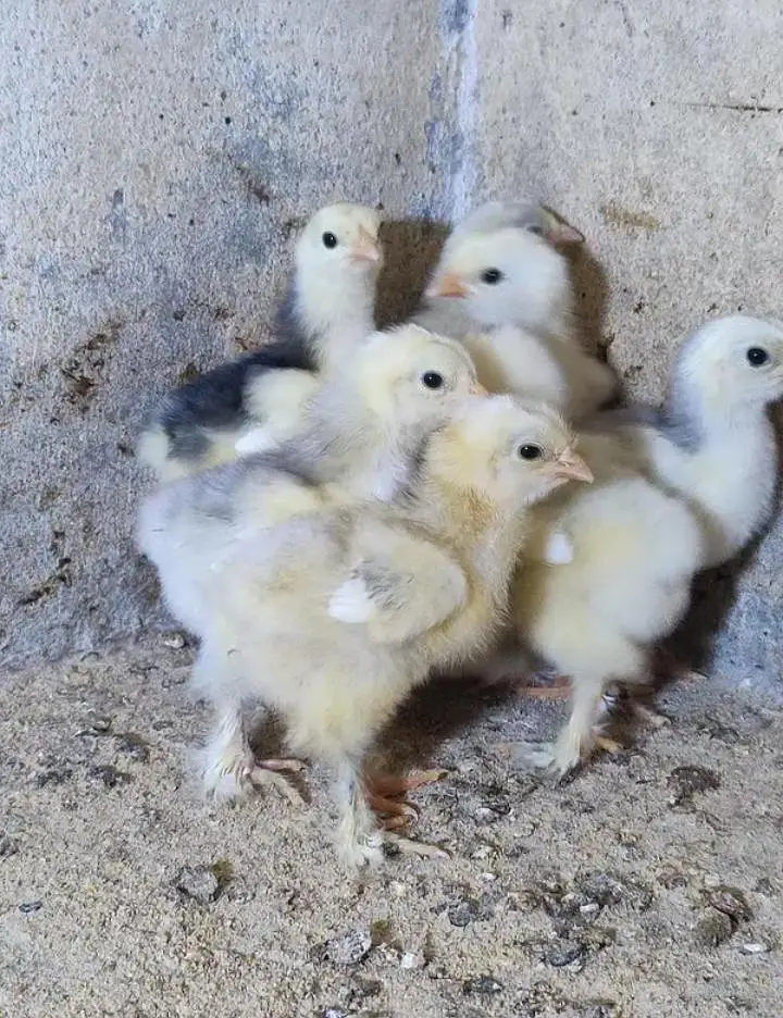silky chicks fancy hens bantam Ayan camani golden buff murgia — photo 2