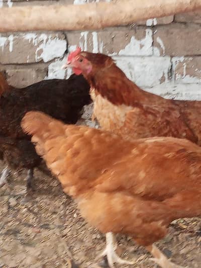 havie baf Cara's hen