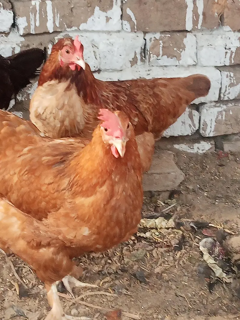 havie baf Cara's hen — photo 2