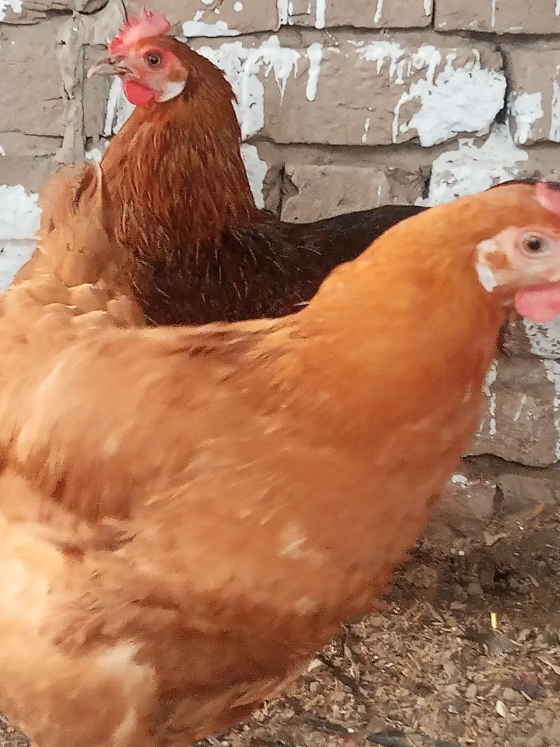 havie baf Cara's hen — photo 3
