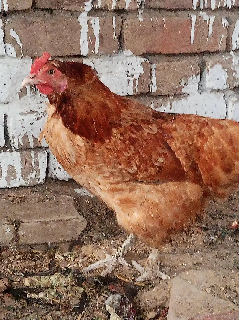 havie baf Cara's hen — photo 4