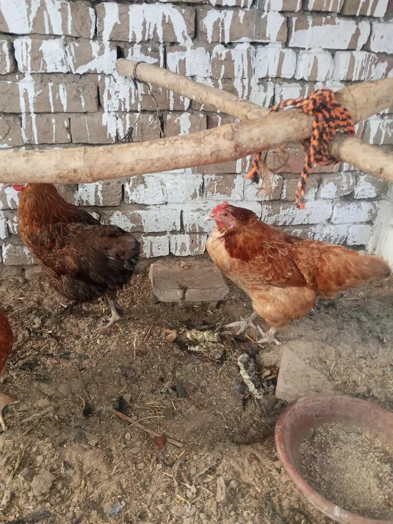 havie baf Cara's hen — photo 5