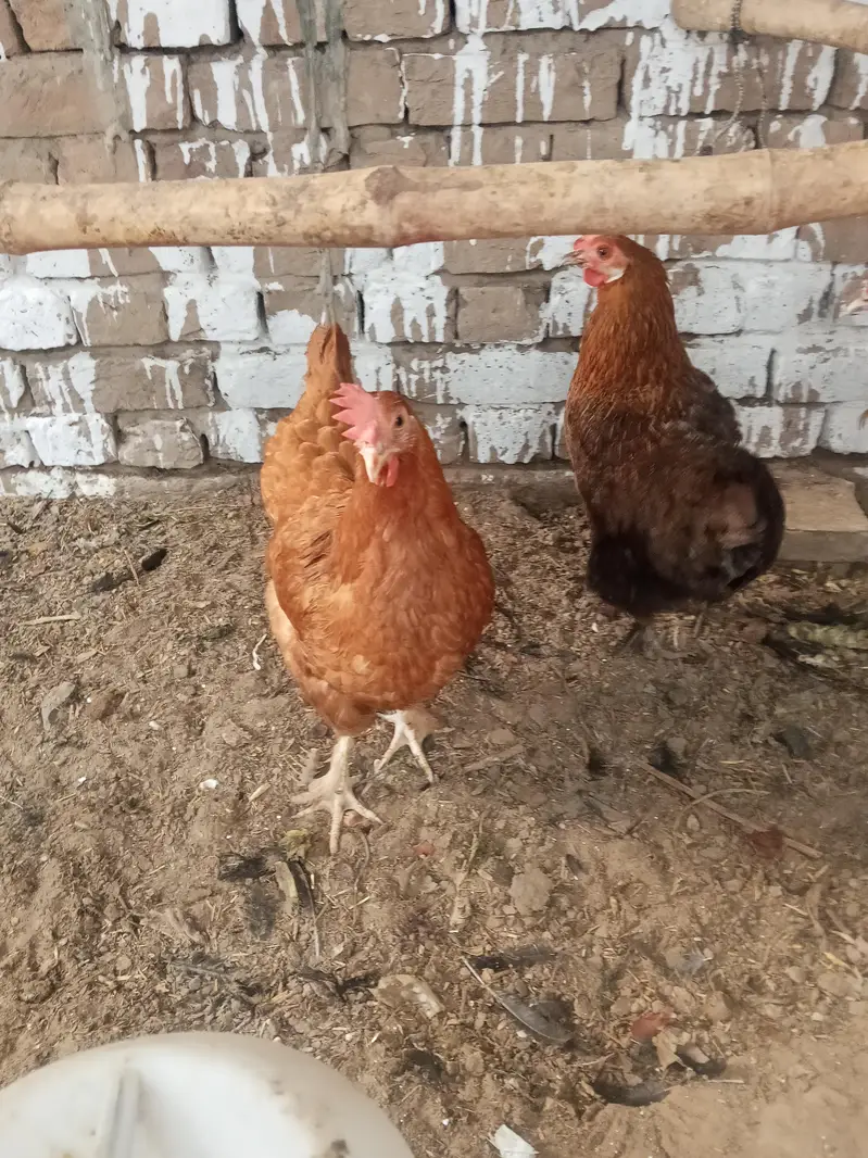 havie baf Cara's hen — photo 6