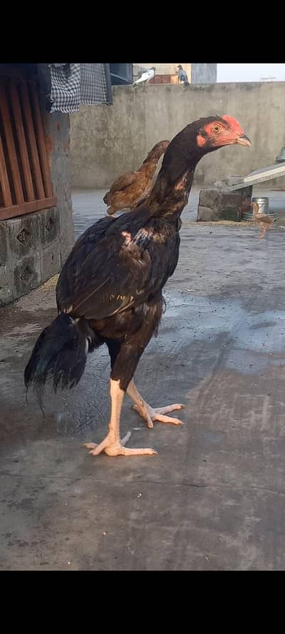 Big size Lakhi Breeder Hen