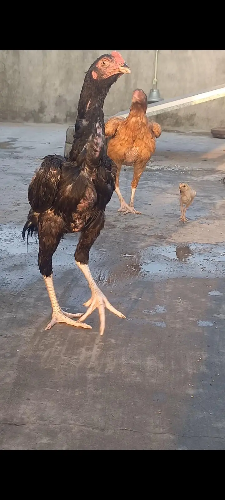 Big size Lakhi Breeder Hen — photo 4