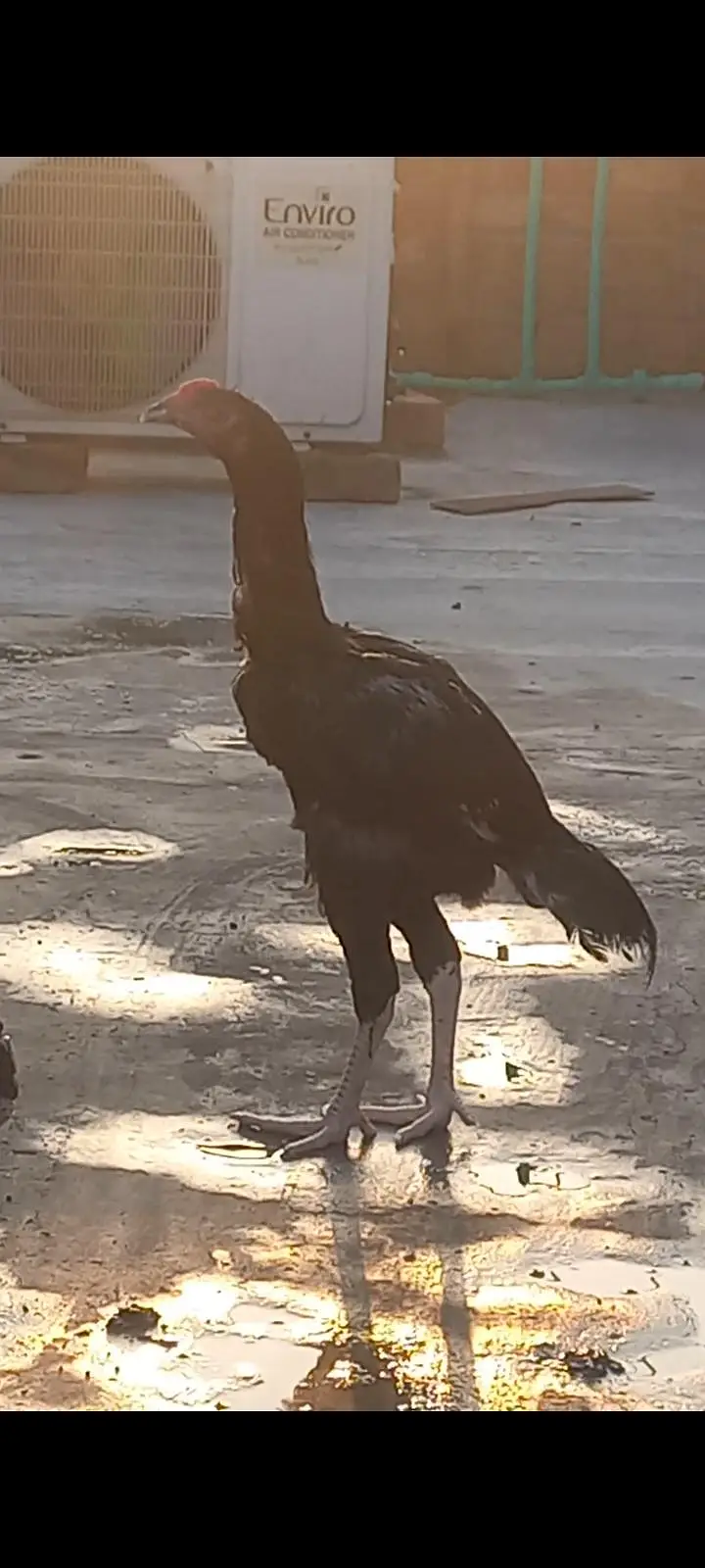 Big size Lakhi Breeder Hen — photo 5