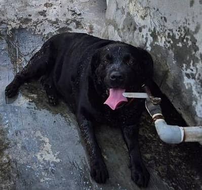 labrador female pedigree  for sale