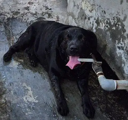 labrador female pedigree  for sale
