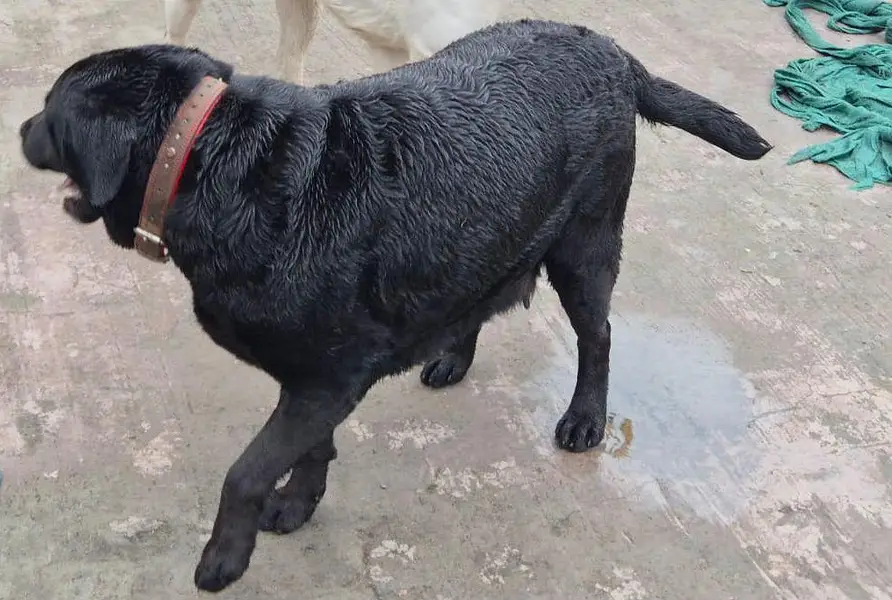 labrador female pedigree  for sale — photo 9