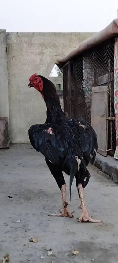 Top Quality Aseel Patha available