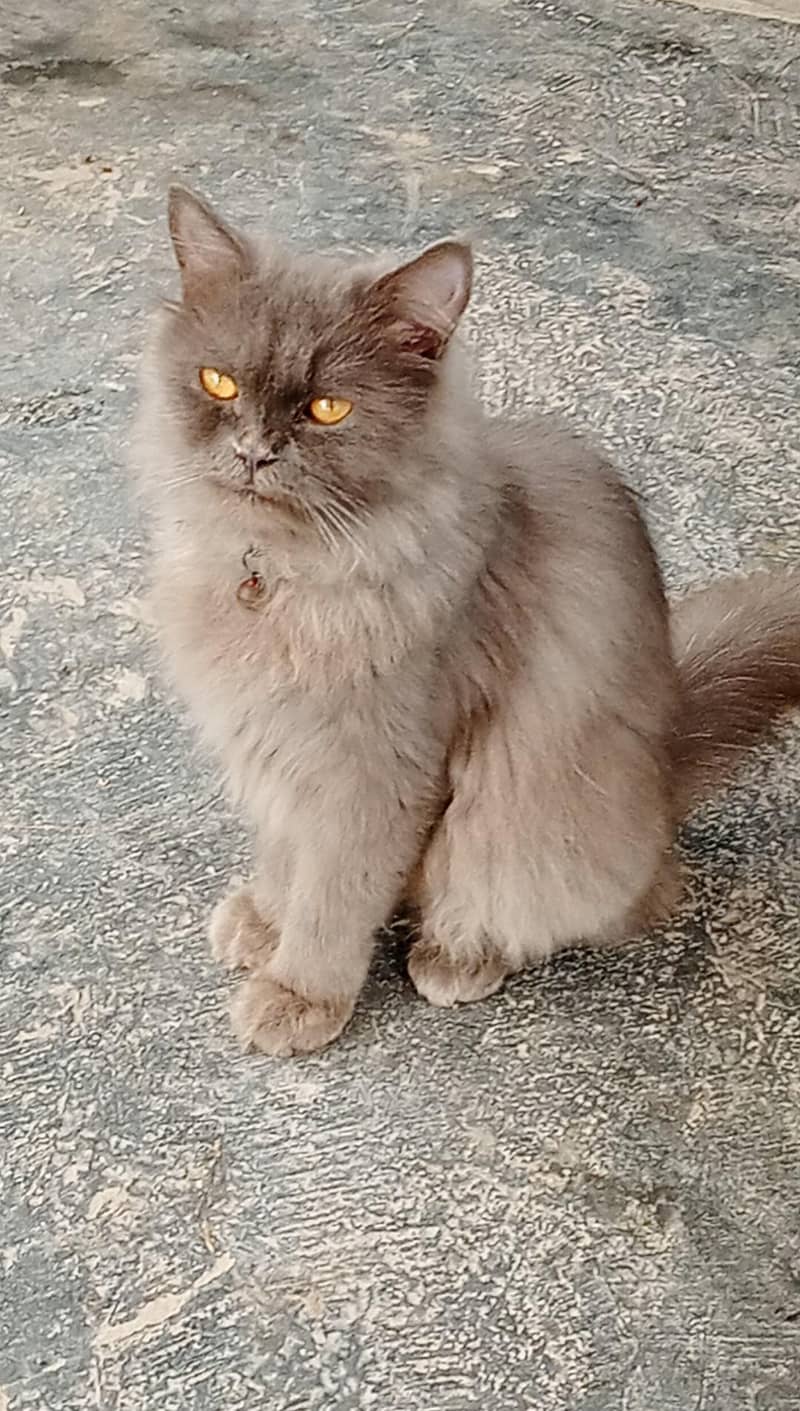 cates 2