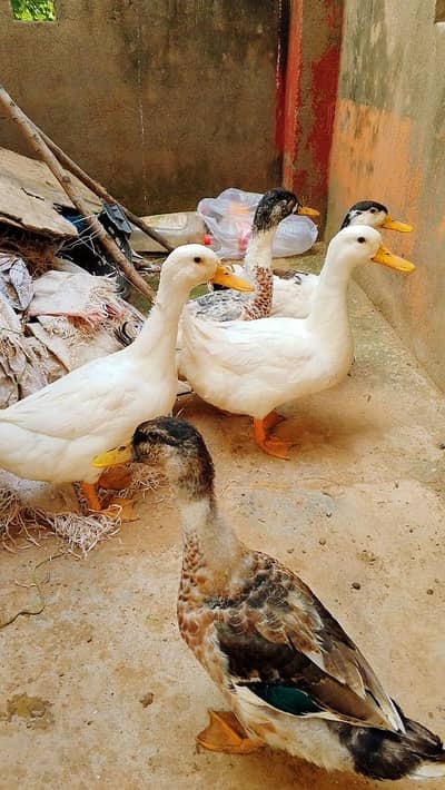 Beautiful Male Ducks