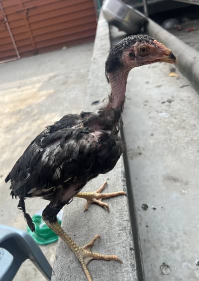 Healdy active quality waly birds