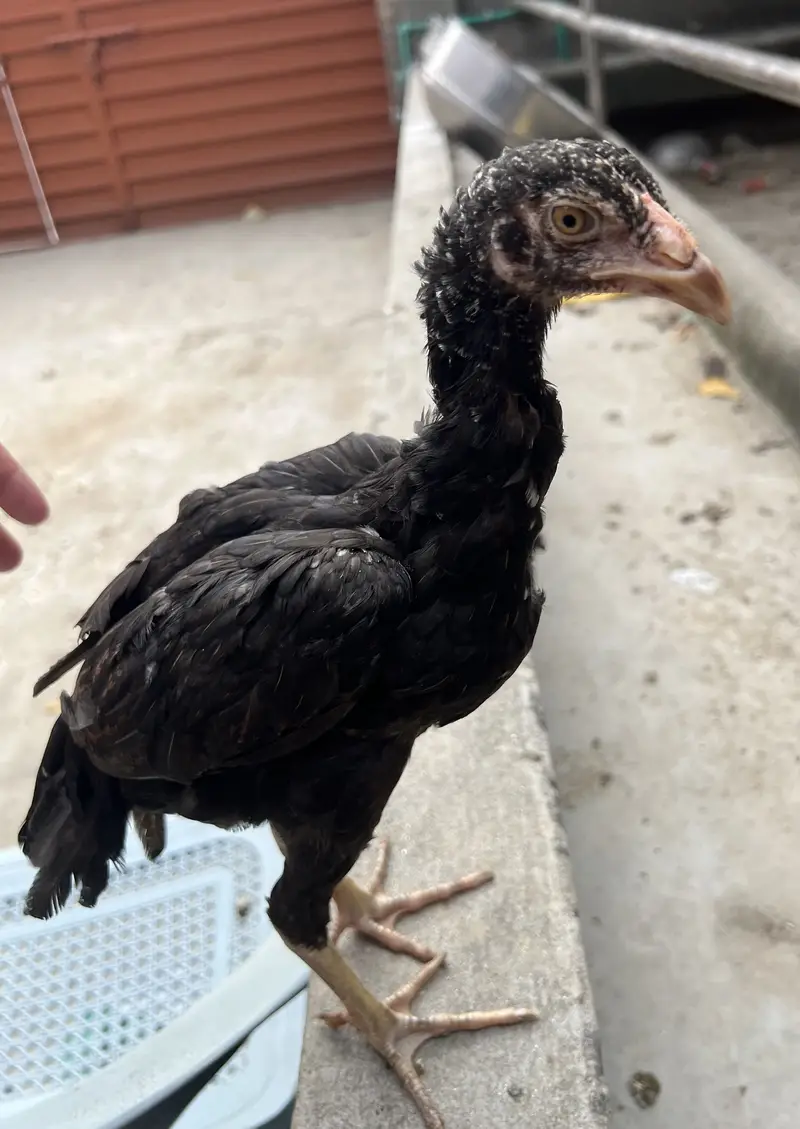 Healdy active quality waly birds — photo 2