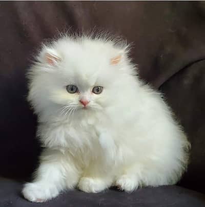 Persian cats My WhatsApp 03436966924