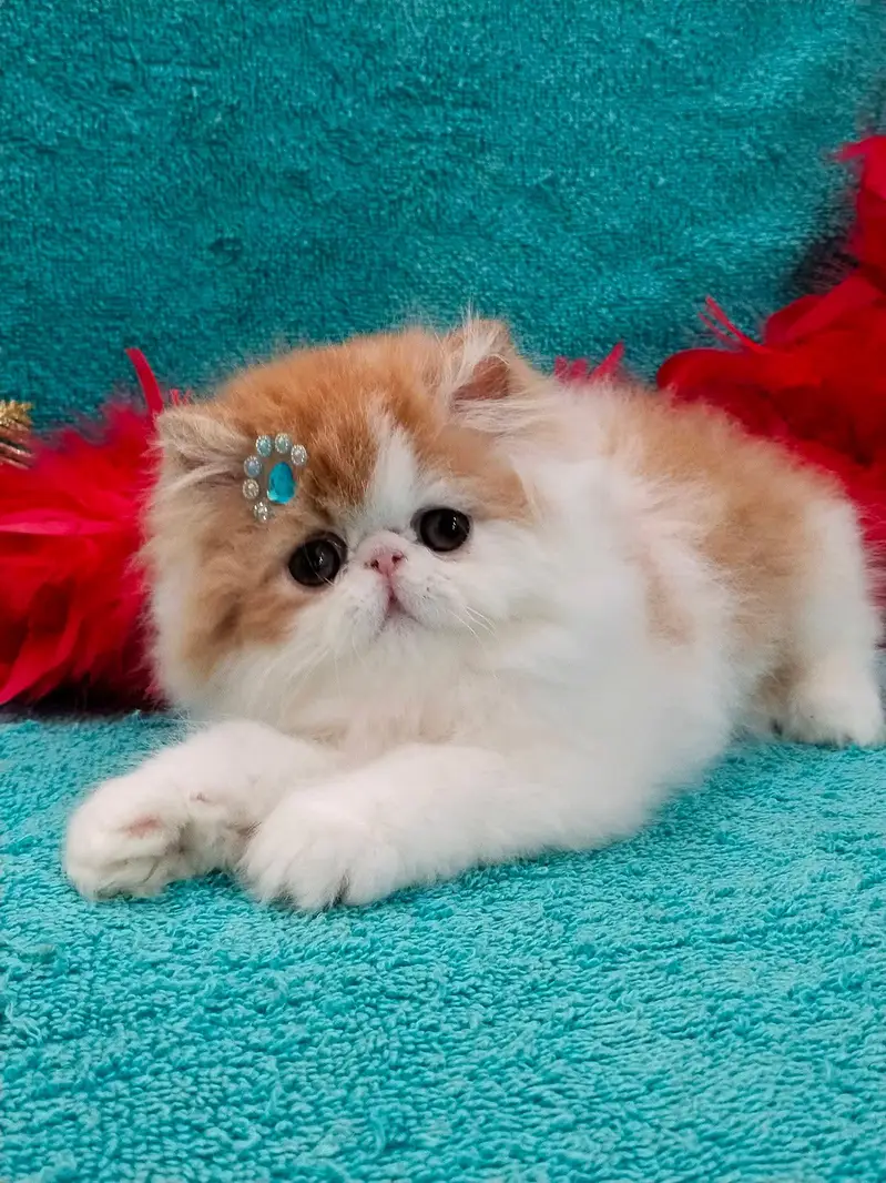 Persian cats My WhatsApp 03436966924 — photo 5