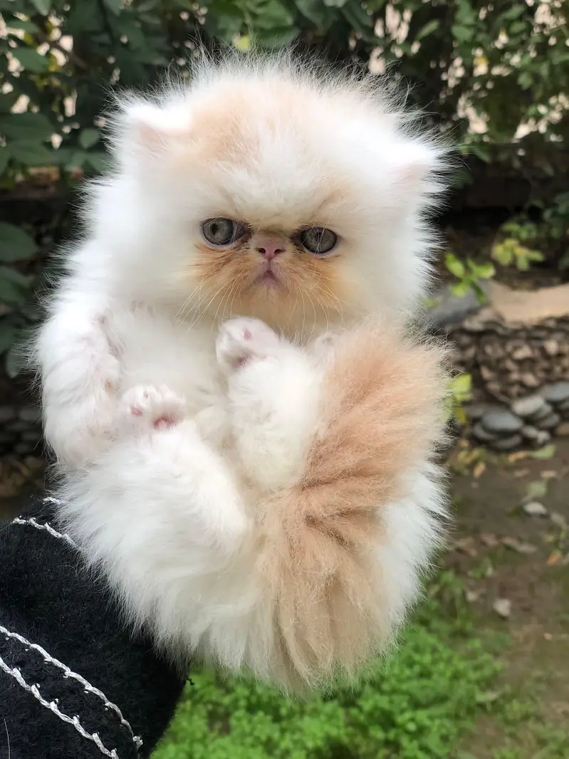 Persian cats My WhatsApp 03436966924 — photo 6