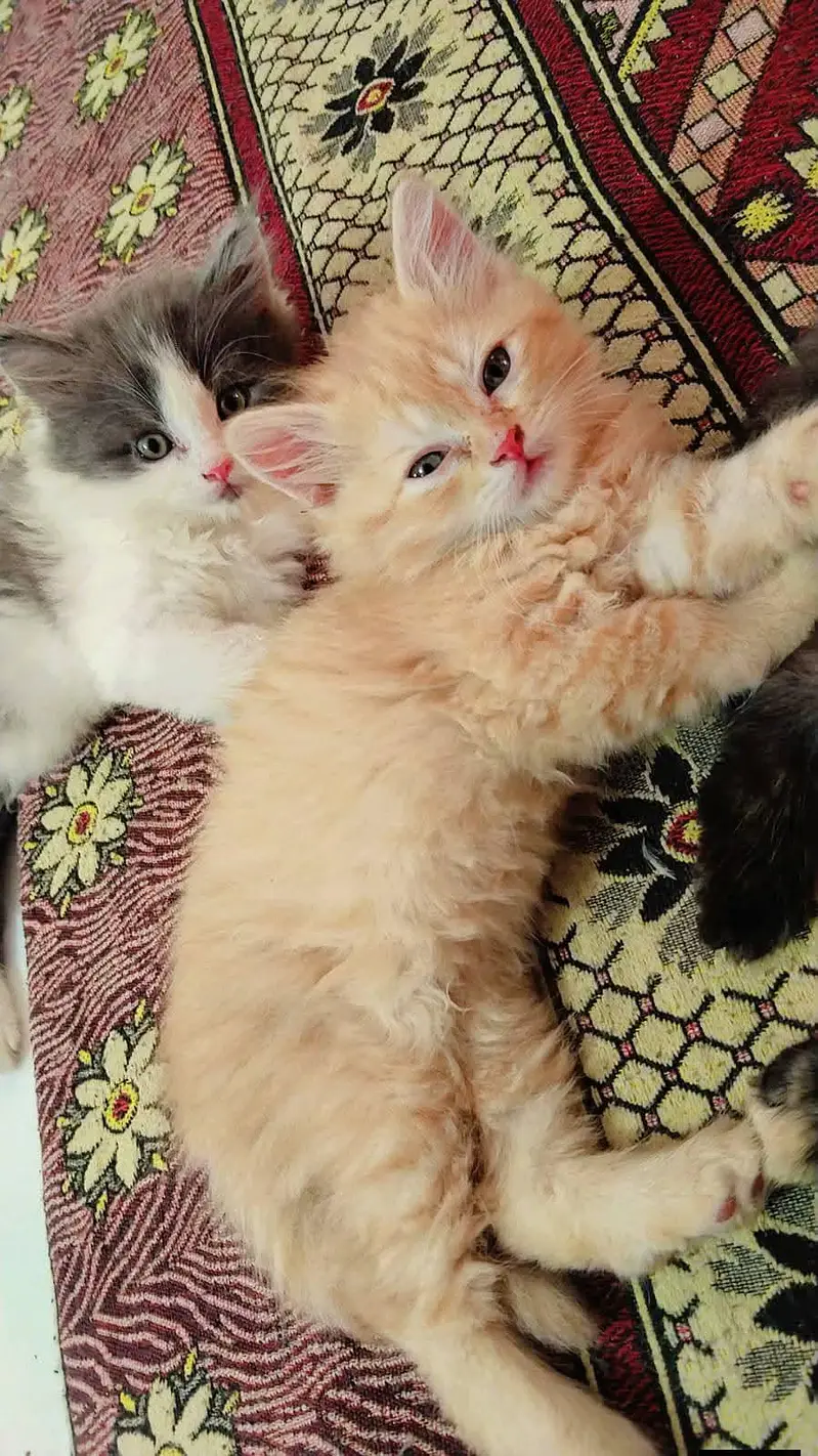 Persian cats My WhatsApp 03436966924 — photo 7