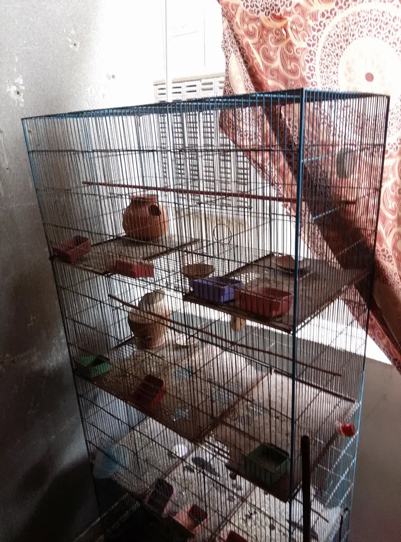 pinjra for sale urgent — photo 2