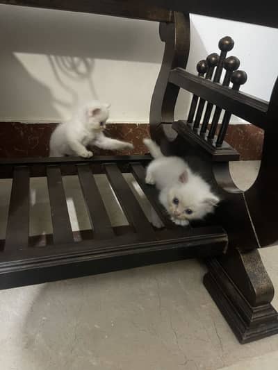 2 cort 1 male 1 female