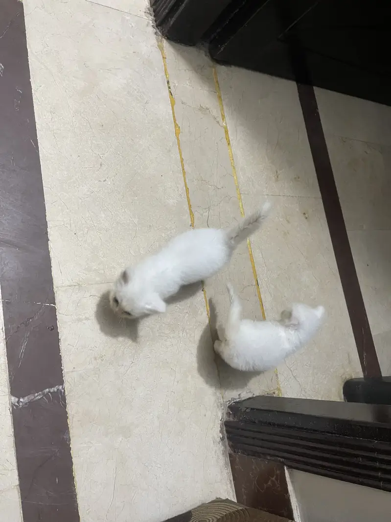 2 cort 1 male 1 female — photo 2