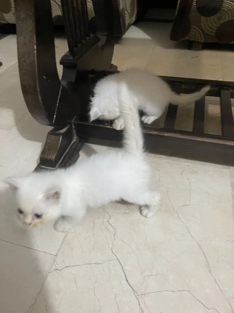 2 cort 1 male 1 female — photo 3
