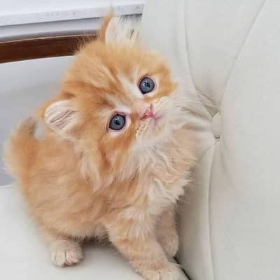 Cat | Persian | kittens |  Blue eyes | Kitty O348O163O63 WA§_⁠^