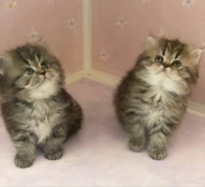 Persian | kittens | Cat | 3 coated | watsp O348O^163O63 Me