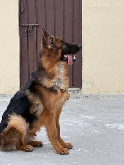 LONG COAT MALE IMPORTED BLOOD LINE FREEDY GRAND FATHER POLAND IMPORTED