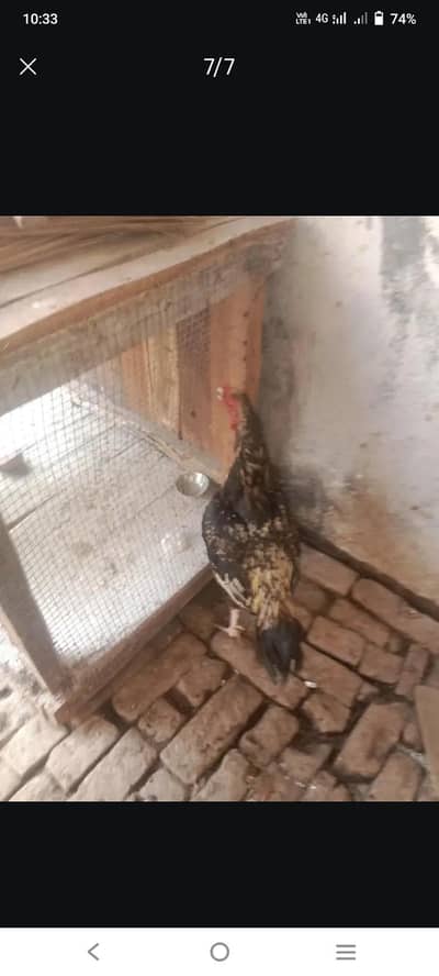 urgent sale healthy aseel murga mianwali 15 months