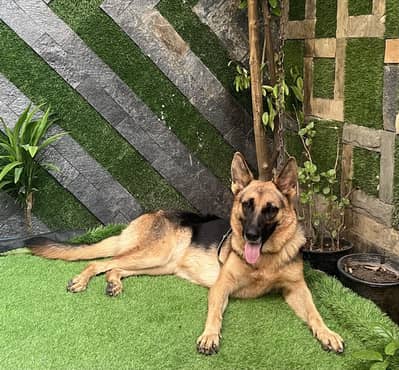 German male required for stud