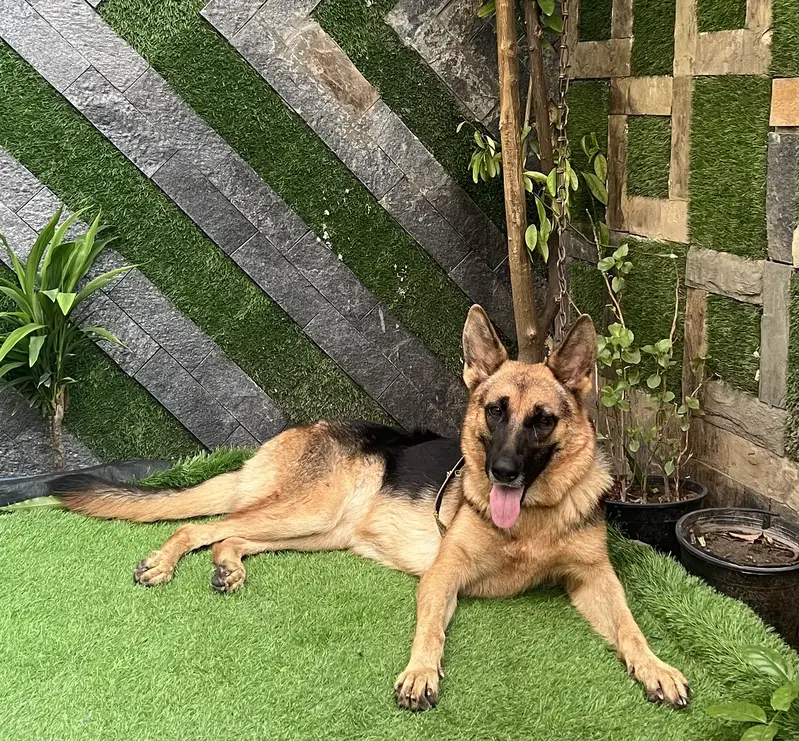German male required for stud